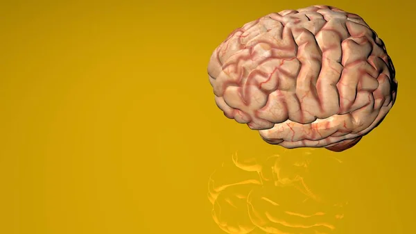 医学生のための人間の脳の解剖学的3Dモデル. — ストック写真