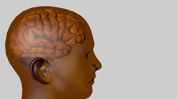 Modelo anatómico 3D del cerebro humano para estudiantes de medicina . —  Fotos de Stock