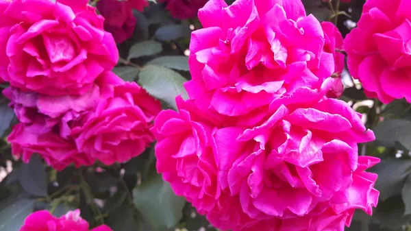 Arka planda stamens ve yeşil yaprakları ile Kırmızı gül çiçek — Stok fotoğraf