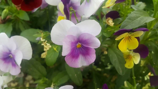 Vista da vicino di fiori colorati con foglie verdi sullo sfondo — Foto Stock