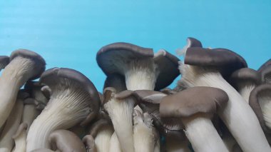 Büyük taze toplanmış mantar yığınının yakın görüntüsü. Markette satılık mantarların yiyecek geçmişi. Sebze arkaplanı