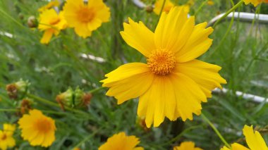 Yeşil yapraklı arka planda sevimli sarı çiçeğin yakın görüntüsü. Bu çiçek Güney Kore 'de bulunur..