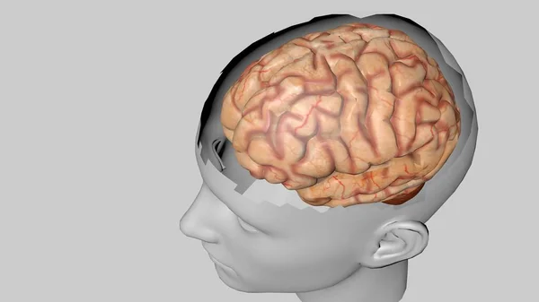 人間の脳は色付きの背景で隔離された 医学生のための人間の脳の解剖学的3Dモデル レンダリング モデル — ストック写真