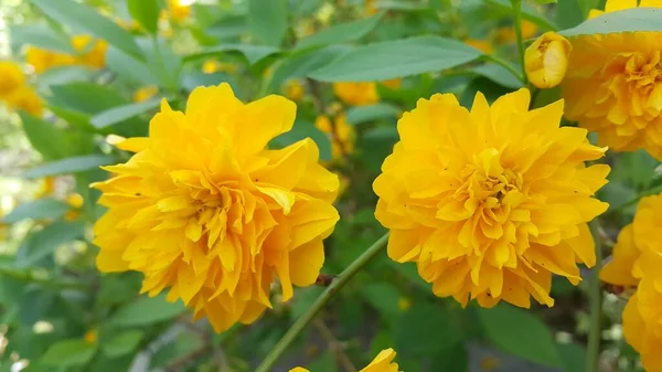 Widok Bliska Piękny Żółty Kwiat Tle Zielonych Liści Zamazane Tło — Zdjęcie stockowe