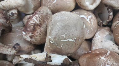 Büyük taze toplanmış mantar yığınının yakın görüntüsü. Markette satılık mantarların yiyecek geçmişi. Sebze arkaplanı