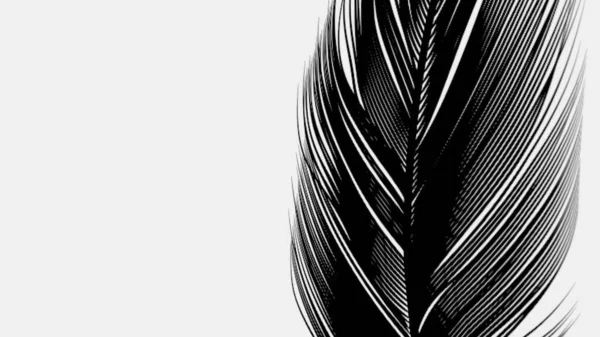 テキストや広告のためのコピースペースと背景に隔離された柔らかい絹のような羽 繊細な毛皮と現実的な外観を持つ羽の背景 3Dレンダリング — ストック写真