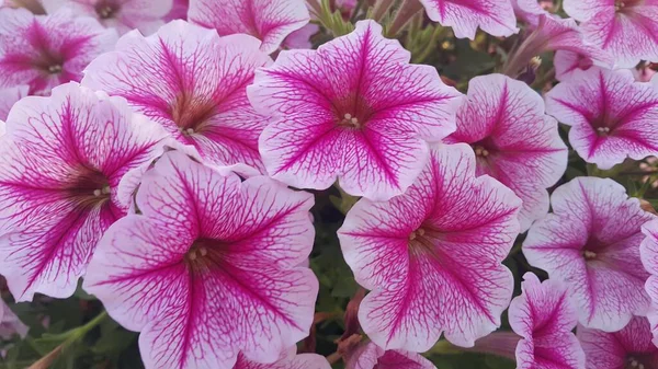 Закройте Вид Несколько Розовых Цветков Розовыми Лепестками Весенний Сезон Цветочный — стоковое фото