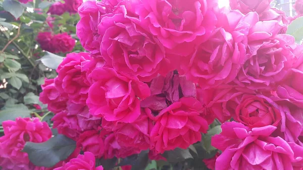 Fechar Com Foco Seletivo Flor Rosa Vermelha Com Estames Folhas — Fotografia de Stock