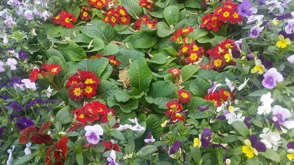 Closeup View Colorful Flowers Green Leaves Background Spring Season — Stock Photo, Image