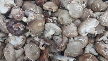 Büyük taze toplanmış mantar yığınının yakın görüntüsü. Markette satılık mantarların yiyecek geçmişi. Sebze arkaplanı