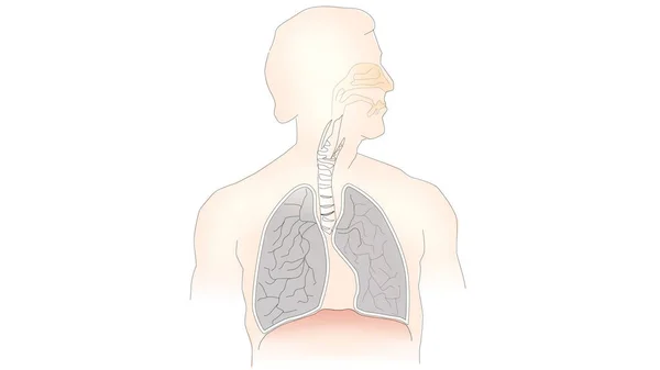 배경에 그래픽 텍스트 공간이 있습니다 사람의 가슴의 일부이며 호흡에 — 스톡 사진