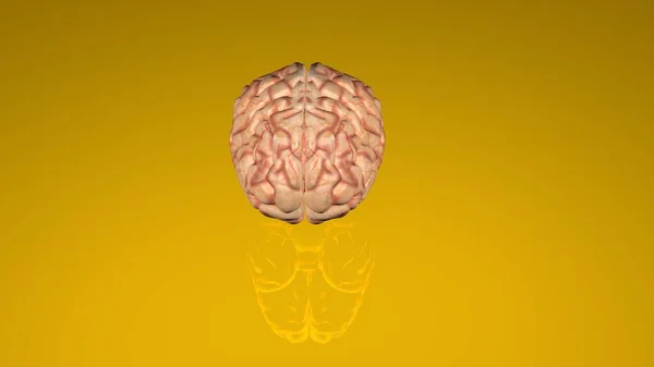 人間の脳は色付きの背景で隔離された 医学生のための人間の脳の解剖学的3Dモデル レンダリング モデル — ストック写真