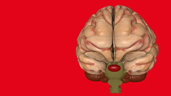 Cerebro Humano Aislado Sobre Fondo Color Modelo Anatómico Del Cerebro —  Fotos de Stock