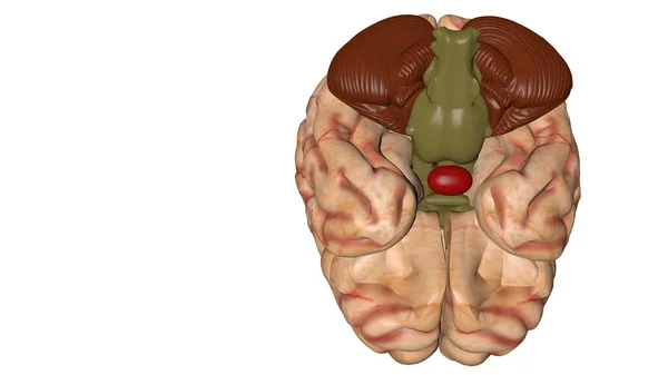 Ludzki Mózg Wyizolowany Kolorowym Tle Anatomiczny Model Ludzkiego Mózgu Dla — Zdjęcie stockowe