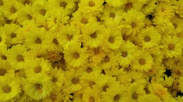 緑の葉を背景に美しい黄色の花のクローズアップビュー — ストック動画