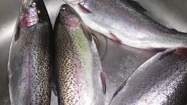 Primer Plano Los Peces Con Una Escamas Piel Brillante Gris — Vídeo de stock