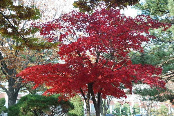 Parktaki Ağaçlarda Renkli Yapraklar Kırmızı Sarı Turuncu Yeşil Yapraklar Ağaçlarda — Stok fotoğraf