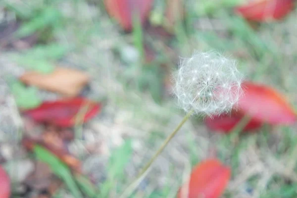 Karahindibanın Narin Kabarık Çiçeği Seçici Bir Şekilde Bulanık Yeşil Bir — Stok fotoğraf
