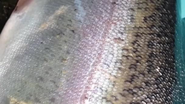 Primo Piano Pesce Con Squame Pelle Lucida Grigia Grigia Argento — Video Stock
