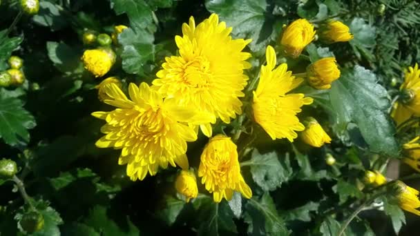 Vista Cerca Hermosa Flor Amarilla Con Fondo Hojas Verdes Esta — Vídeo de stock