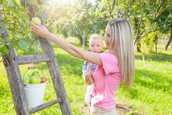 Ibu muda dengan bayi memetik apel dari pohon apel — Stok Foto