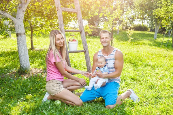 Joven familia recogiendo manzanas de un manzano —  Fotos de Stock