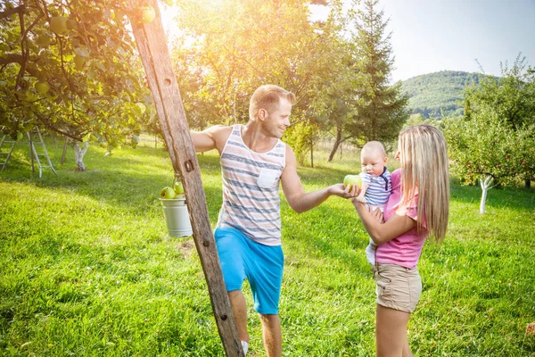 Keluarga muda memetik apel dari pohon apel — Stok Foto