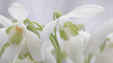 Kardelen. Galanthus aile Amaryllidaceae soğanlı çok yıllık otsu bitkilerin yaklaşık 20 türü küçük bir cinsidir.