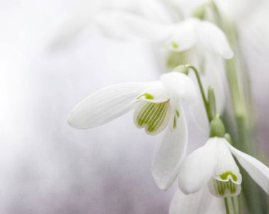 Kardelen. Galanthus aile Amaryllidaceae soğanlı çok yıllık otsu bitkilerin yaklaşık 20 türü küçük bir cinsidir.