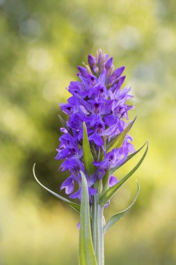 Güney Marsh-orkide - Dactylorhiza praetermissa