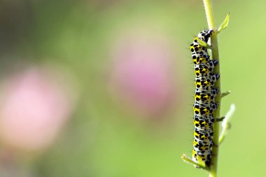 Sığırkuyruğu güve - Cucullia verbasci kopya alanı ve seçici odak ile