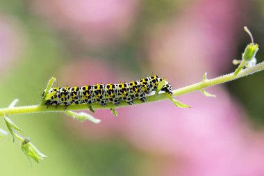 Sığırkuyruğu güve - Cucullia verbasci 