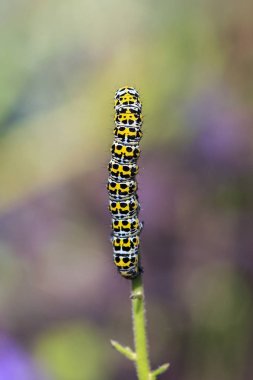 Sığırkuyruğu güve - Cucullia verbasci bir dikey biçimde