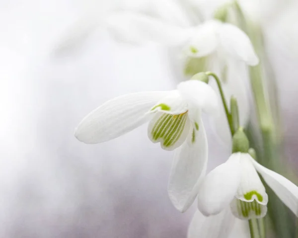 Kardelen. Galanthus aile Amaryllidaceae soğanlı çok yıllık otsu bitkilerin yaklaşık 20 türü küçük bir cinsidir.
