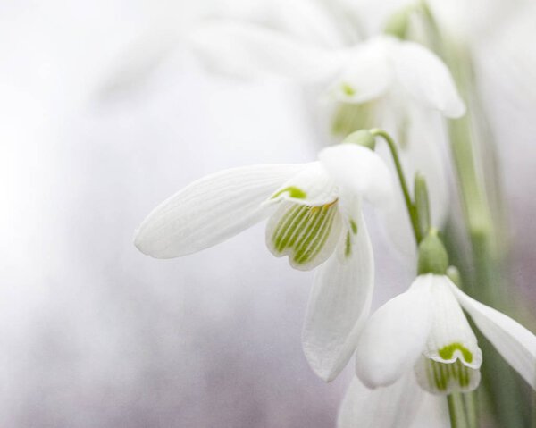 Подснежники. Galanthus - небольшой род из около 20 видов луковичных многолетних травянистых растений семейства Amaryllidaceae
.