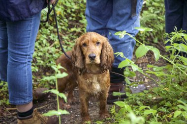 Köpek yürüyüş - kameraya arıyorsunuz