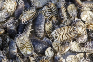 Tespih olarak da bilinen ekmek Bug - tam kare doğa arka plan