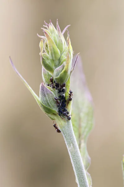 Ants on a plant stem - Garden Pest