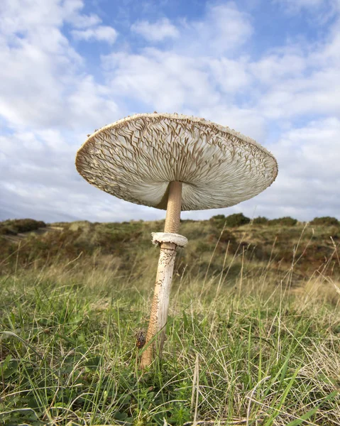 Parasol Mushroom in the countryside in a vertical format with a low angle view