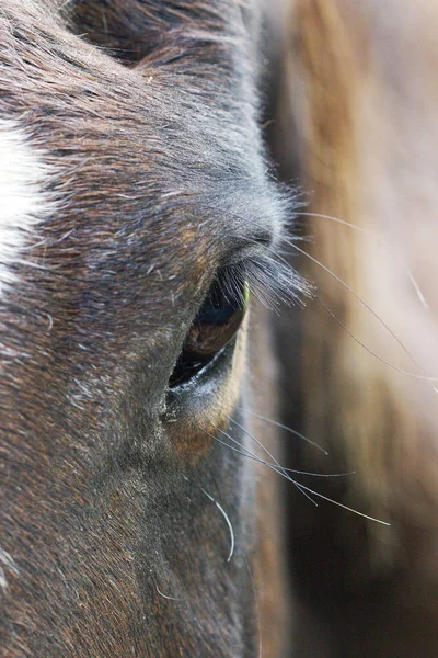 Gros Plan Œil Cheval Dans Format Vertical — Photo