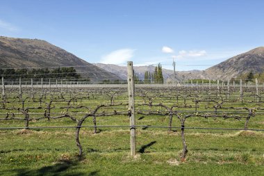 Yeni Zelanda - yan görünüm satır Vines çıplak dalları ile sezon başında bağ
