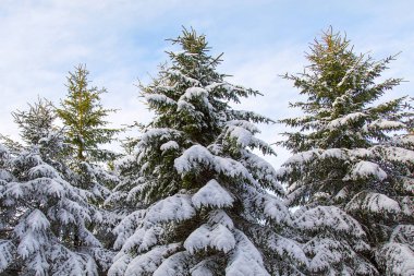 Çam ağaçları, büyüleyici bir karlı manzara ile kışın işaretleri rezervuar. Pen y Fan Brecon Beacons National Park rezervuar yakındır.