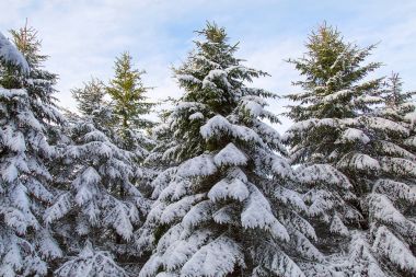 Çam ağaçları, büyüleyici bir karlı manzara ile kışın işaretleri rezervuar. Pen y Fan Brecon Beacons National Park rezervuar yakındır.