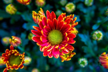 Renkli çiçek renkli çok renkli çiçekler.