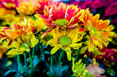 Birçok güzel doğal renkte çiçekler