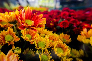 Birçok güzel doğal renkte çiçekler