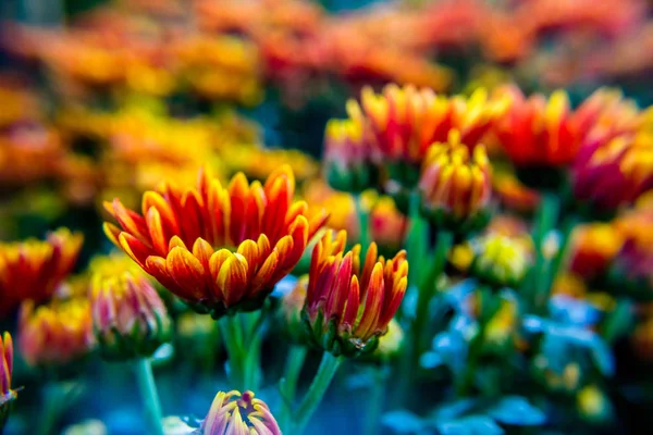 Renkli çiçek renkli çok renkli çiçekler.