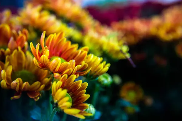 Birçok güzel doğal renkte çiçekler