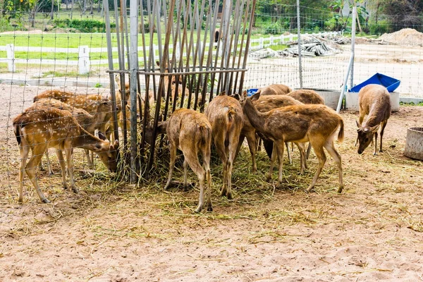 Çim yeme fotoğraf geyik geyik otlatmak