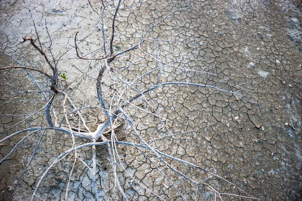 Háttér elhalt száraz fák, kopár földön. — Stock Fotó